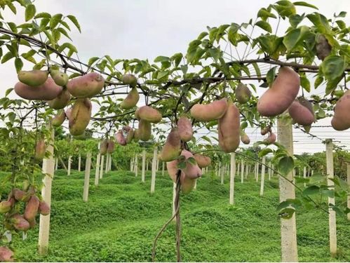 學校領導帶隊赴崇州市八月瓜鏈產協同創新中心考察交流