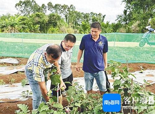 澄邁 科技小院 智 惠農業