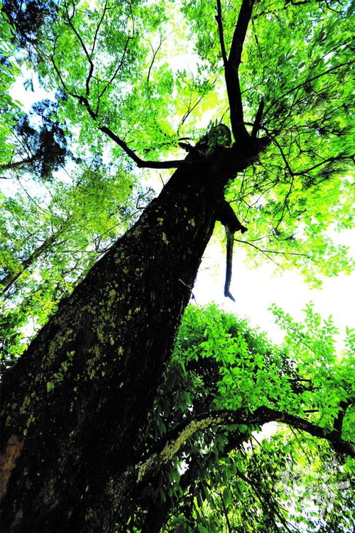 浙江實施珍稀瀕危野生動植物保護 10種生動植物在列