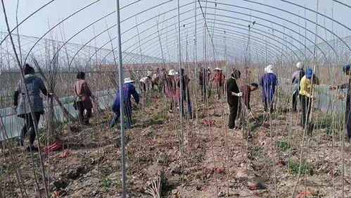 汝南縣常興鎮 大棚苗木產銷旺 留守老人致富忙