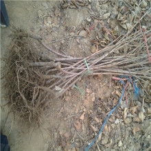 福源大櫻桃苗木繁育基地