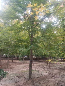 10公分速生白蠟規格報價由鄭欽可提供