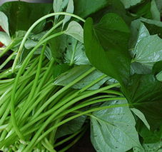 北京金農豐源種業