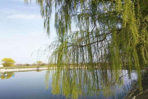 我們的綠水青山 今晚22 15,一起走進神奇的苗木繁育世界