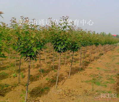 【江蘇3公分櫻桃樹苗3公分吉塞拉矮化櫻桃樹苗吉塞拉櫻桃基地】泰安開發區通達苗木繁育中心 - 產品庫