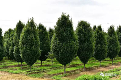 不愧是價值13萬元的歐洲鵝耳櫪,實在讓人大開眼界!