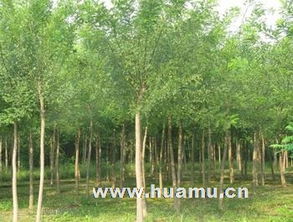 四通鎮綠化苗木苗圃繁育基地