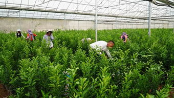 賓川有個柑桔無病苗木繁育基地,很多果農都不知道