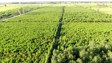 圖說信陽 | 河南淮濱:打造中原地區最大的落羽杉苗木繁育基地