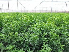 中國果業網 廣西水果總站梁聲記書記到桂林市檢查柑橘無病健康苗木繁育基地