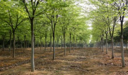 櫸樹苗木繁育基地