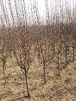 菏澤雙華花木繁育基地 花木種植,苗木種植,牡丹銷售,牡丹種植,海棠苗種植