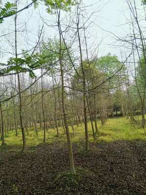 銀杏樹苗圃大量批發、銀杏基地價格優惠