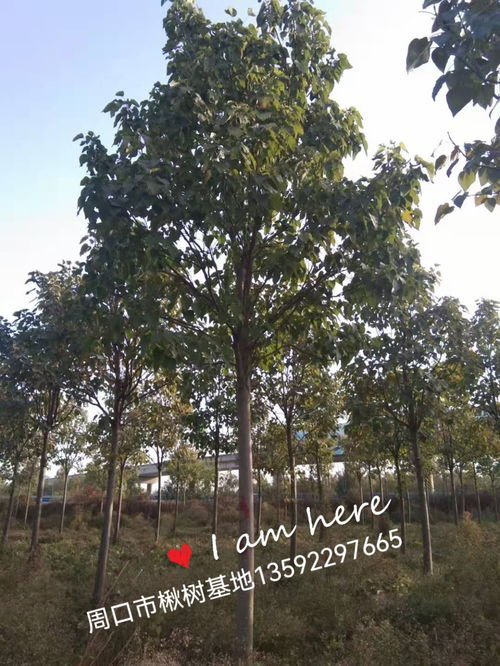 4公分楸樹價格5公分6公分楸樹多少錢一棵