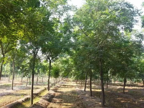 2022年云上雙交會企業風采展示 陜西省苗木繁育中心