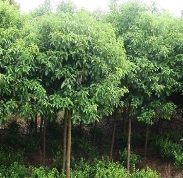 南陽香樟繁育基地-許昌鄢陵苗木