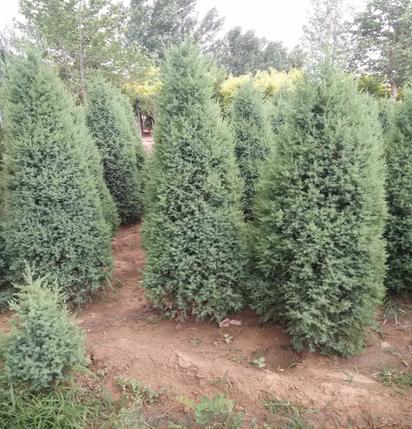 檜柏樹苗繁殖、河北檜柏小苗基地,旺源苗木