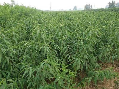 全紅蜜桃苗價格_想買具有口碑的全紅蜜桃苗,就到瓜果苗木繁育基地_山東青州市瓜果苗木繁育基地