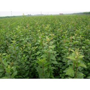 苗木_煙臺市全紅苗木繁育場-銘萬網 b2b.cn