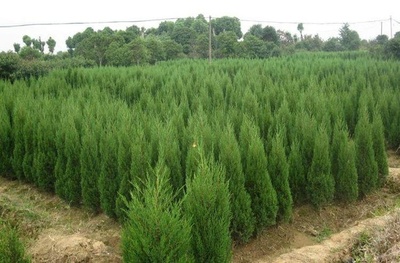 園林綠化龍柏繁殖方法 龍柏怎樣育苗