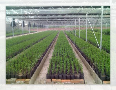 無病毒苗木繁育基地圖片