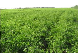 棗樹苗,冬棗苗,大棗苗,酸棗仁,紅棗盆景,賣棗樹苗_泰安盛佳苗木繁育中心 - 商國互聯網