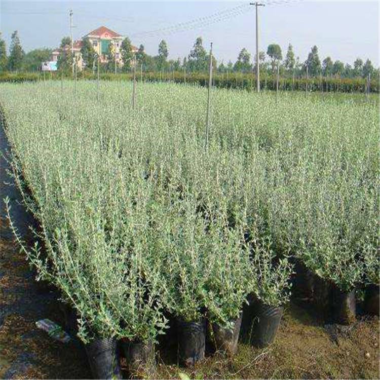 水果蘭產地批發 工程綠化 水果蘭苗木基地