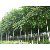 苗木配件 臭椿苗木生產商 臭椿苗木供應商搜索列表圖片_高清圖-山西春秋苗木繁育基地