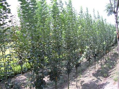 泰安開發區通達苗木繁育中心官方-泰安果樹苗、泰安果樹苗小苗、當年生果樹苗、6公分法桐、泰安綠化苗