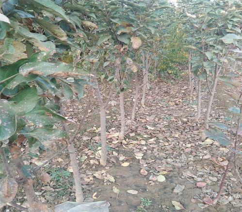 昭覺信濃金蘋果苗千畝大型苗木繁育基地