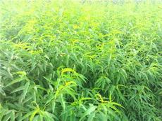 山東泰山忠義苗木繁育場