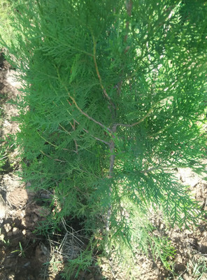 供側柏苗木高1-1.5米200萬株圖片_高清圖_細節圖-河南省靈寶市伏秦苗木花卉繁育中心