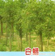 給沈陽綠達園林苗木繁育中心的綠化苗木白蠟留言_產品詢價_詢價留言
