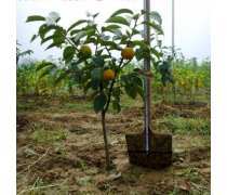 【岳誠直銷各種品種柿樹苗脆甜可口柿子樹苗山東嫁接柿子苗】泰安開發區岳誠苗木繁育中心 - 產品庫