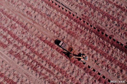 張掖元寶楓國家儲備林項目建設(shè)如火如荼推進(jìn)