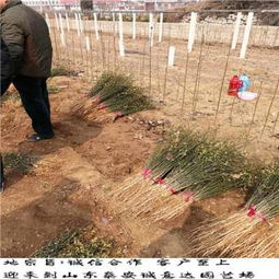 白玉櫻桃苗脆甜味美 實地新聞