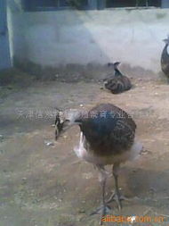 天津信發(fā)特禽養(yǎng)殖繁育專業(yè)合作社