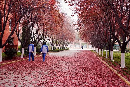 菏澤韓城卓通實業(yè)花椒苗批發(fā)廠家,獅子頭無刺大紅袍花椒樹苗新高產(chǎn)品種