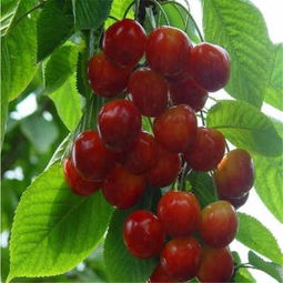 新聞 櫻桃苗價格 供應(yīng)