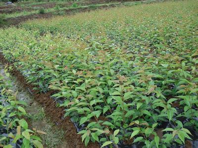 劃算的3公分櫻花小苗首選泰安澎霖苗木(3公分櫻花小苗,)--山東泰安澎霖苗木繁育基地