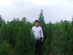 大量種植側(cè)柏苗木--側(cè)柏苗木基地_優(yōu)質(zhì)側(cè)柏樹苗供應(yīng)商圖片|大量種植側(cè)柏苗木--側(cè)柏苗木基地_優(yōu)質(zhì)側(cè)柏樹苗供應(yīng)商產(chǎn)品圖片由山東側(cè)柏苗木繁育基地公司生產(chǎn)提供-