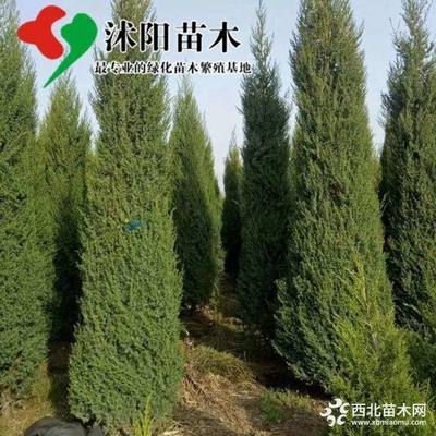 刺松基地_刺松圖片_刺松產(chǎn)地_刺松綠化苗木苗圃基地