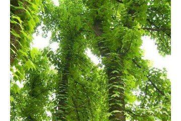 桂林精品銀杏樹基地分析銀杏苗木基地桑盾蚧