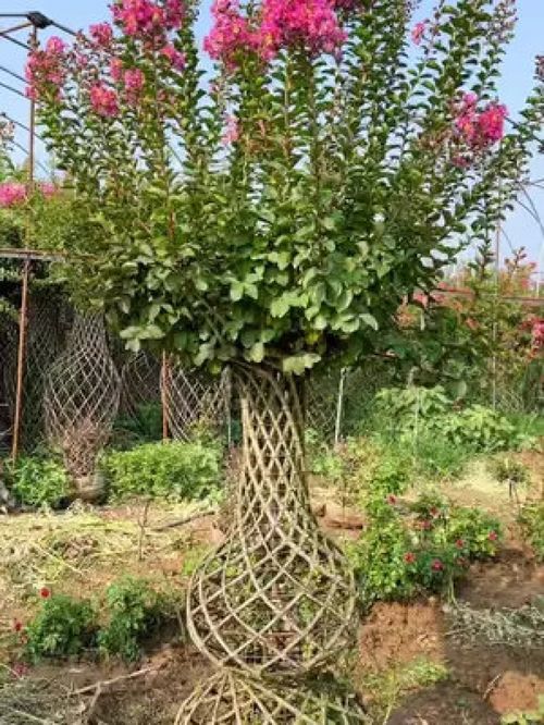 美麗的花瓶葫蘆 紫薇造型樹 金牌苗木人 別墅庭院植物 紅花紫薇 精品苗木