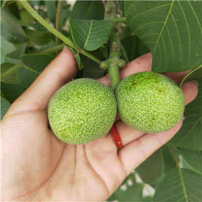 產地現貨早豐核桃樹苗 核桃樹苗歡迎選購