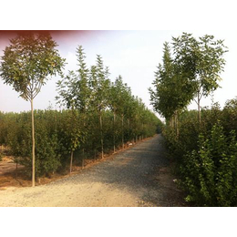 白蠟價格|日照白蠟|花果園苗木