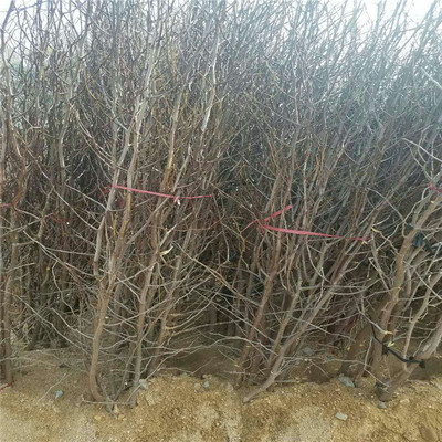 青海省棗樹苗小苗批發棗樹苗規格