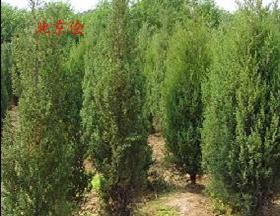 沭陽縣康飛綠化苗木繁育產業基地_華夏園林網