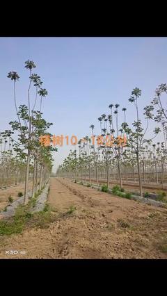 金橋苗木繁育基地