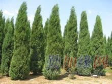 山西白皮松白皮松價格白皮松哪里便_山西白皮松白皮松價格白皮松哪里便價格_山西白皮松白皮松價格白皮松哪里便廠家-勤加緣網【山西絳縣鄉村苗木繁育中心】